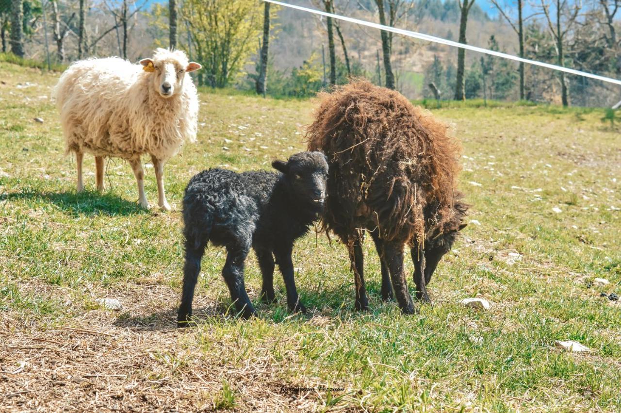 Agriturismo Vezzano 丘西-德拉弗娜 外观 照片